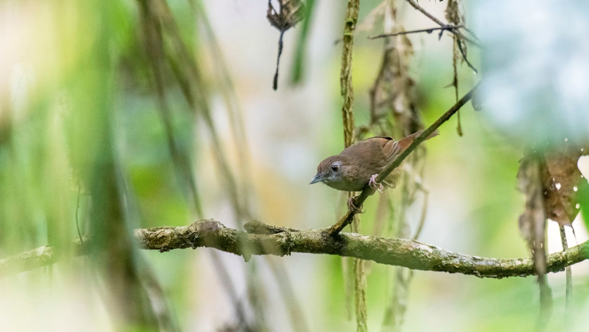 Abbott’s Babbler: Brown Daub on the Green Canvas