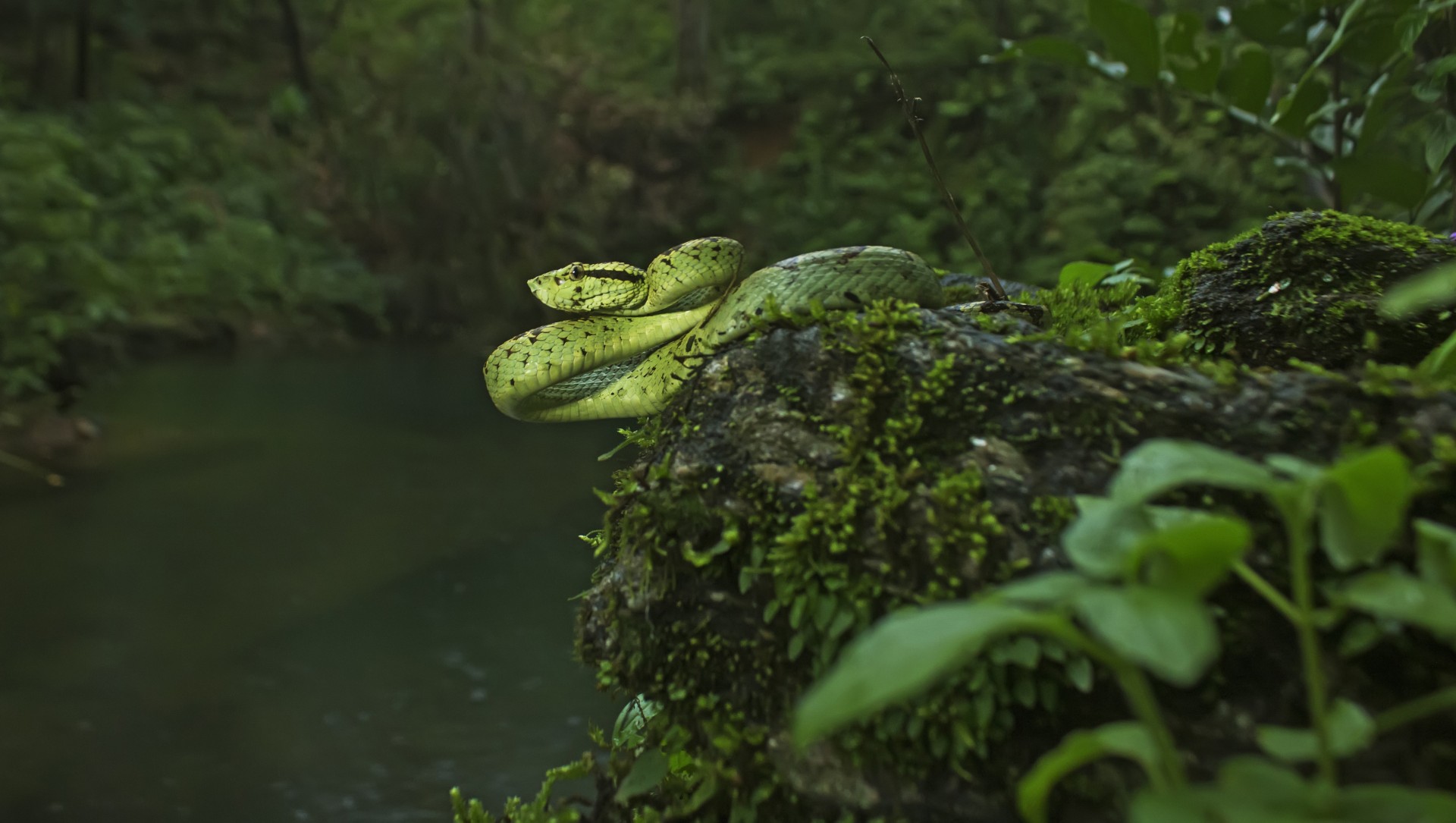 Secret Serpent: The Life and Times of the Malabar Pit Viper