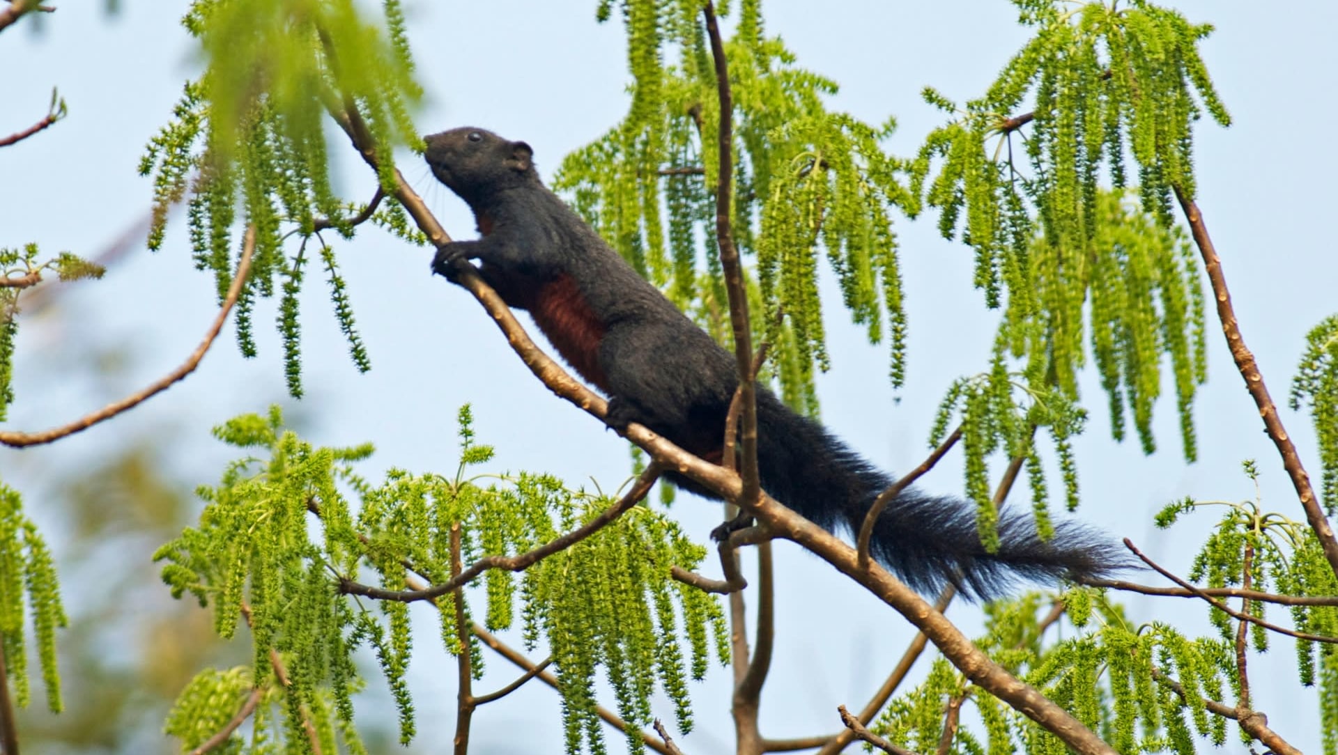 Bowled Over by the Beautiful Pallas’s Squirrel