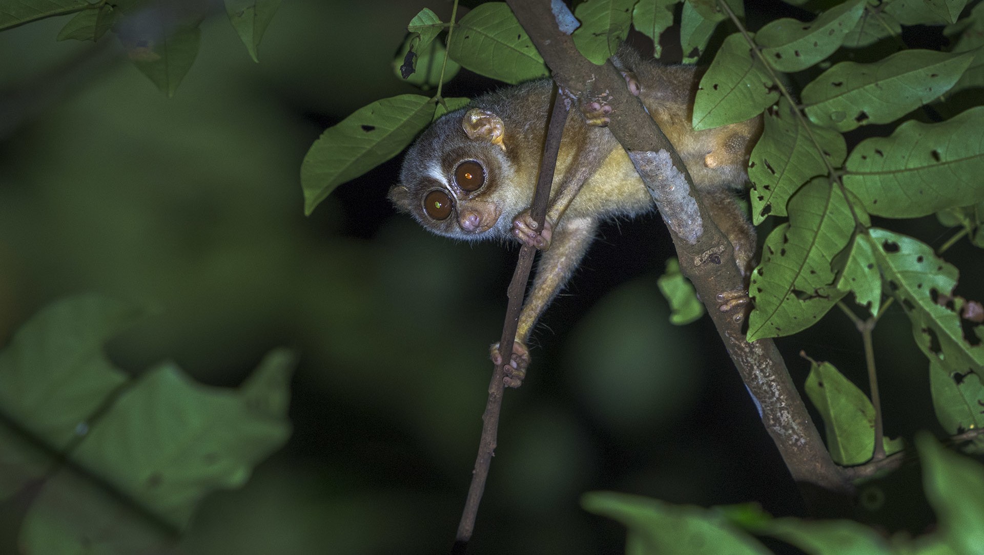 Baby of the Forest: In Search of the Malabar Grey Slender Loris