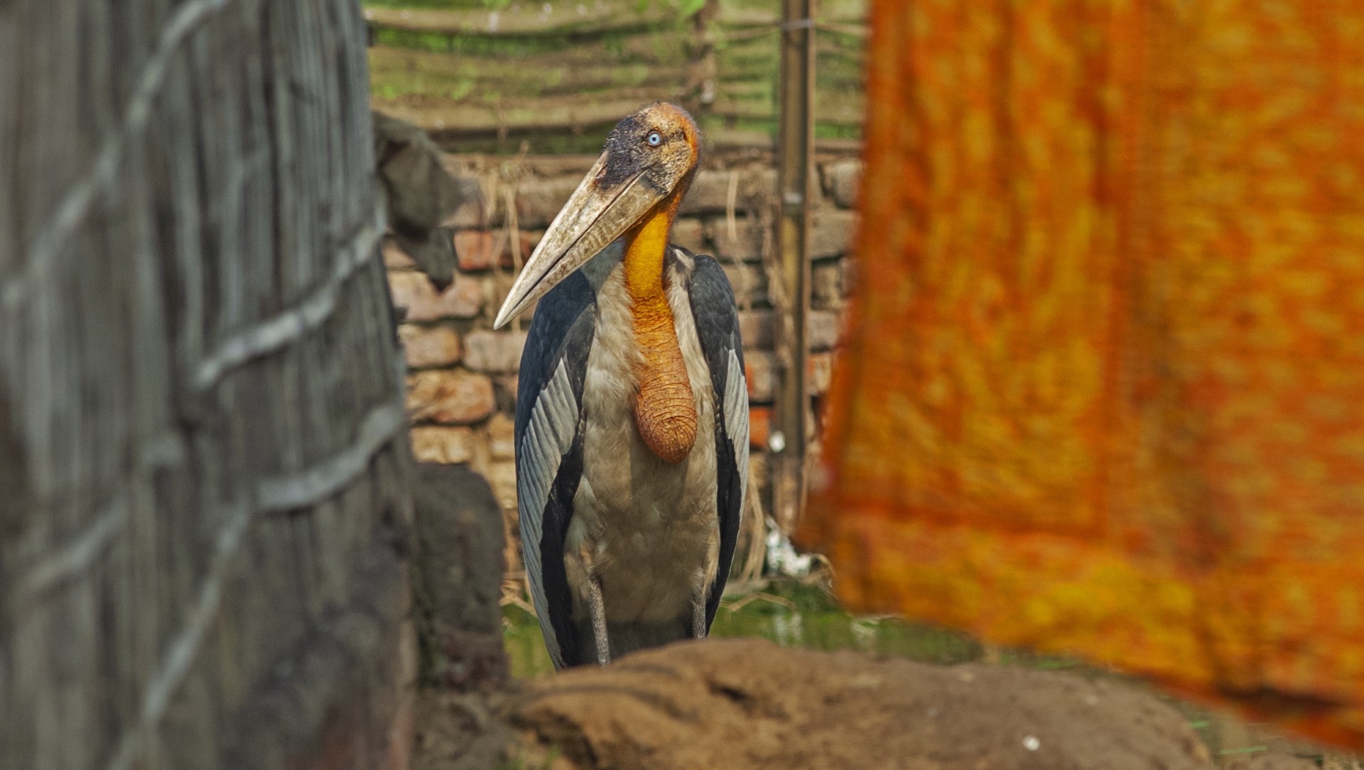 Demo 2 – Tall Dark and Handsome: The Greater Adjutant