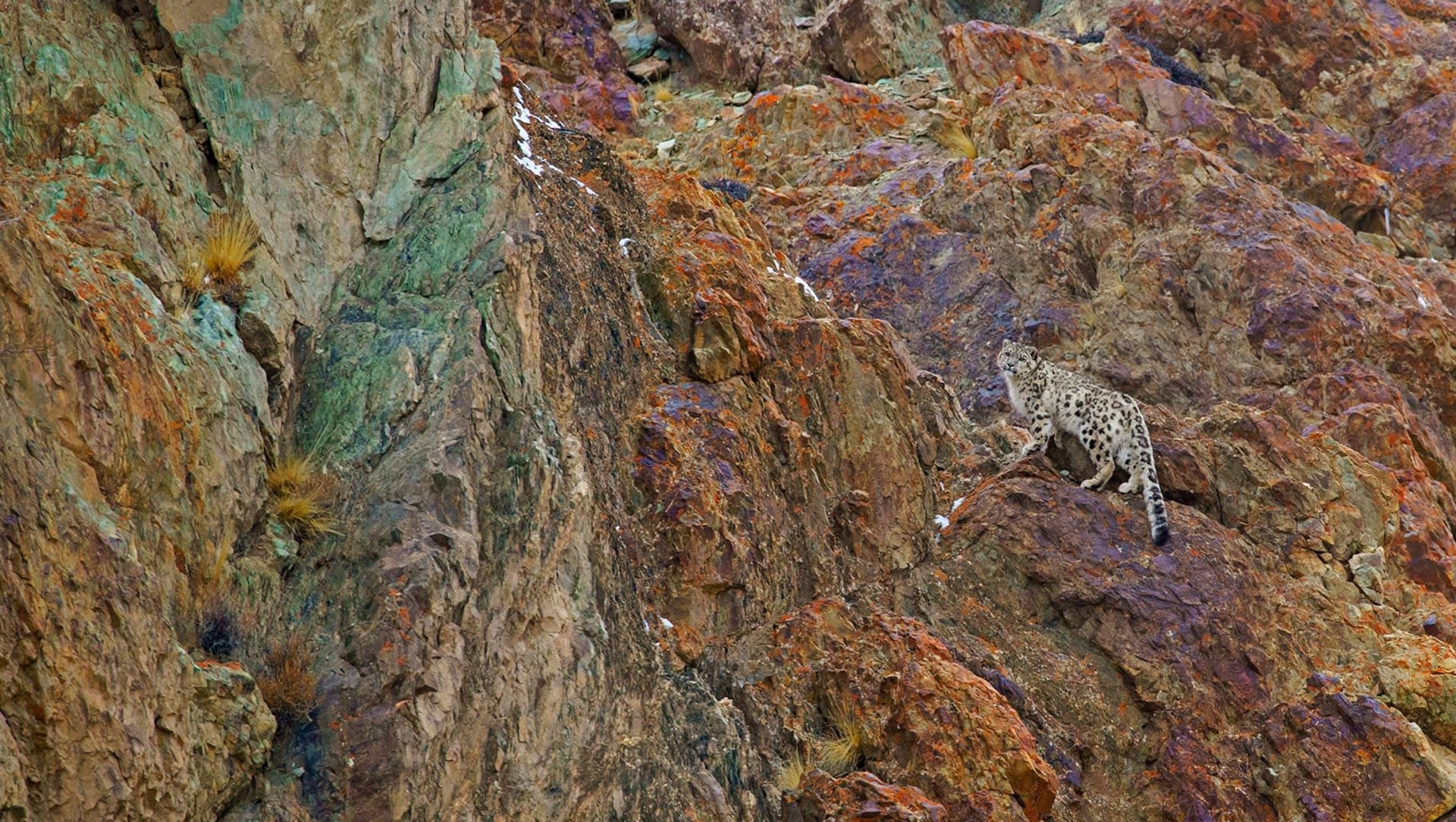 Snow Leopard: The Ghost Cat and the Art of Waiting