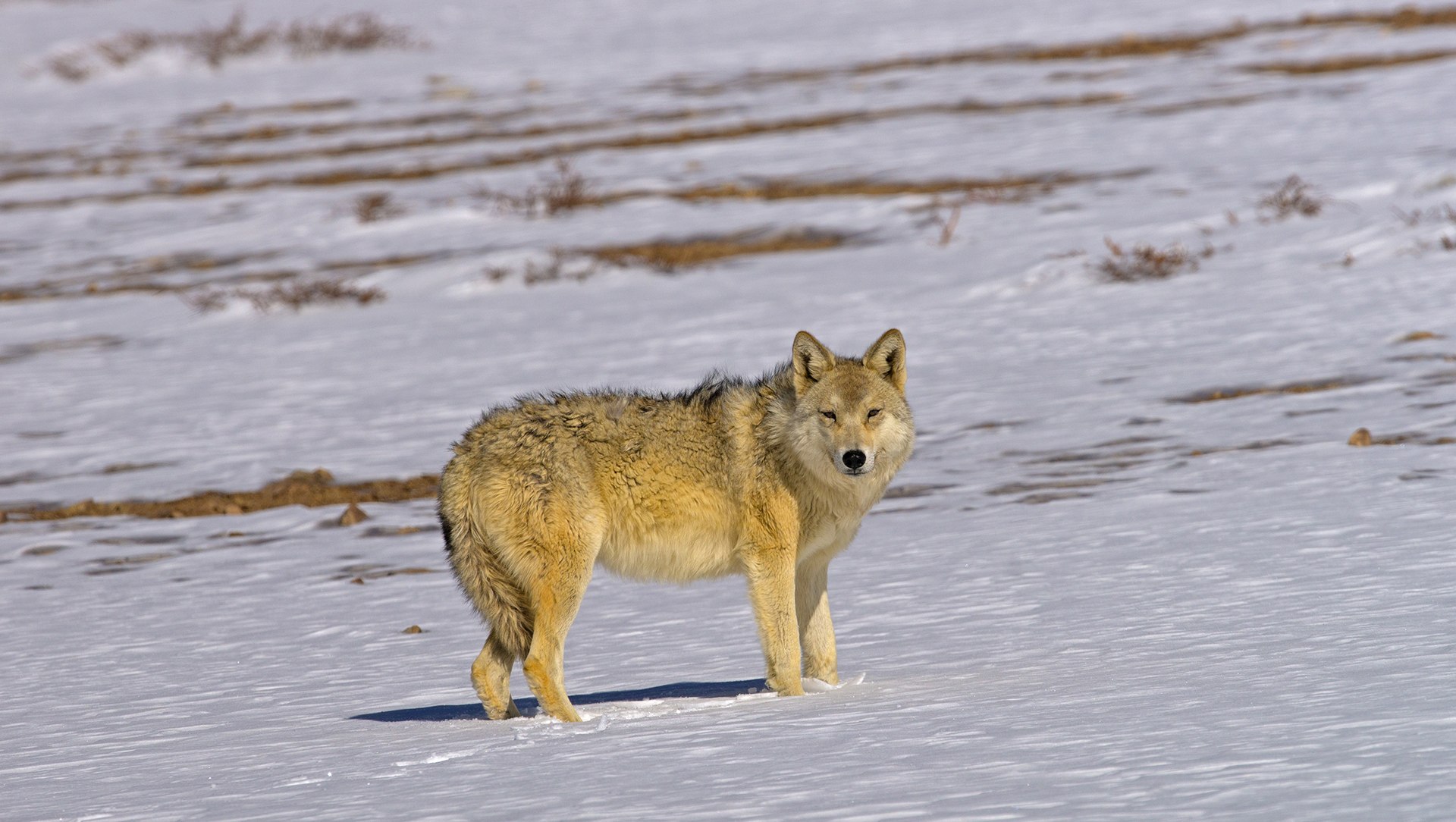 Woolly Wolf: An Ancient Lineage in the Himalayas