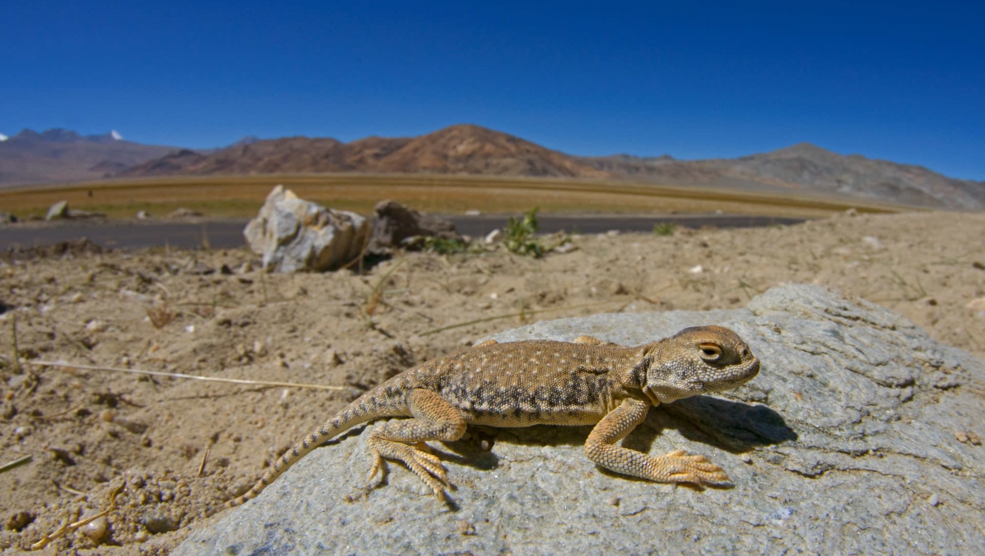 Shadow in the Sand: Encountering the Toad-headed Agama in Ladakh