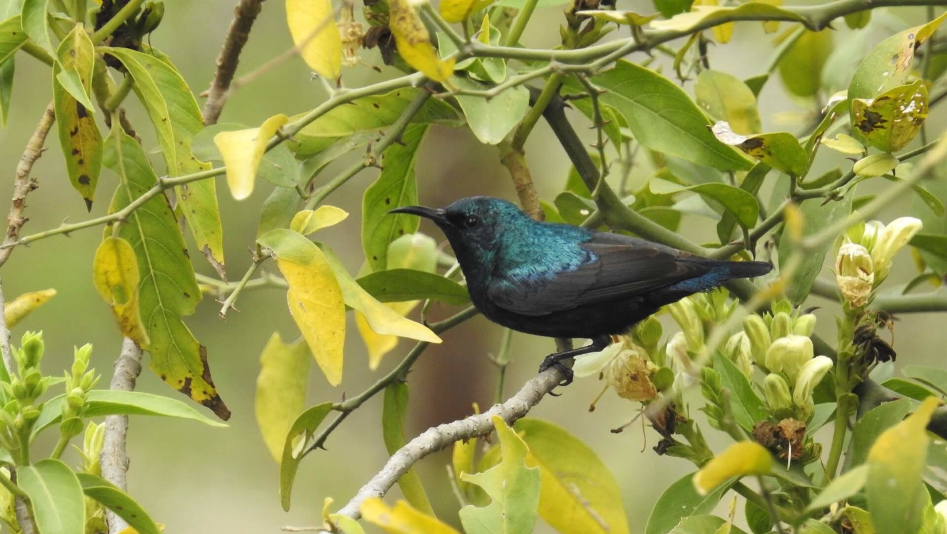 A Starburst of Colour and the Quest for a Nest