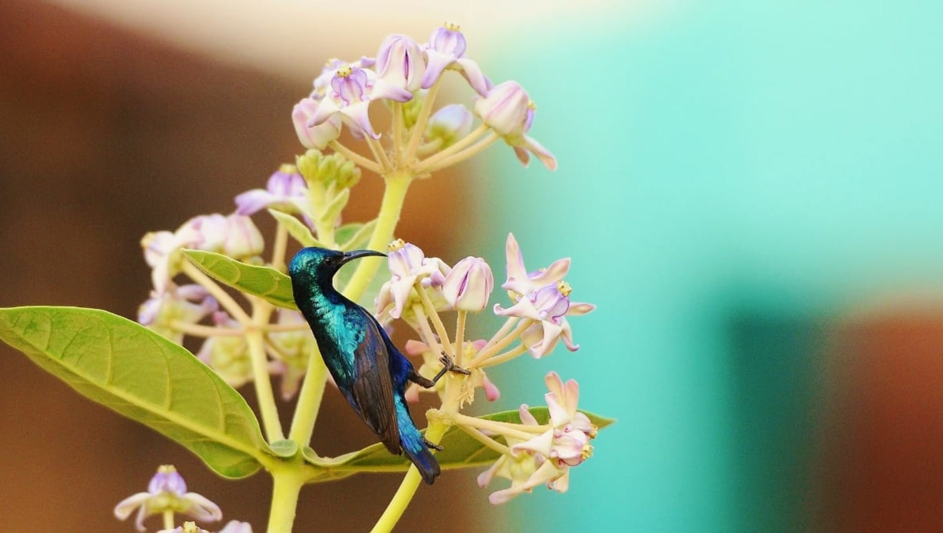 Demo 1 : A Starburst of Colour and the Quest for a Nest