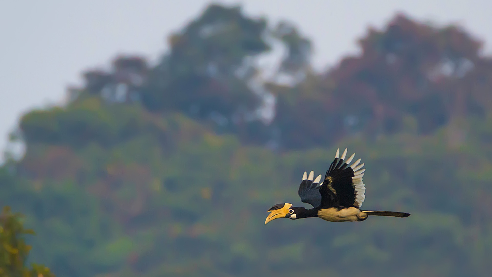 Hornbills of India: Encounters to Remember