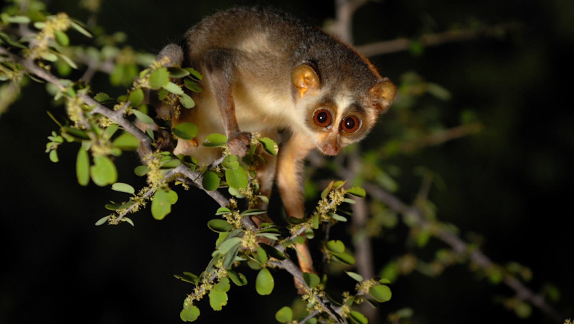 Malabar Grey Slender Loris