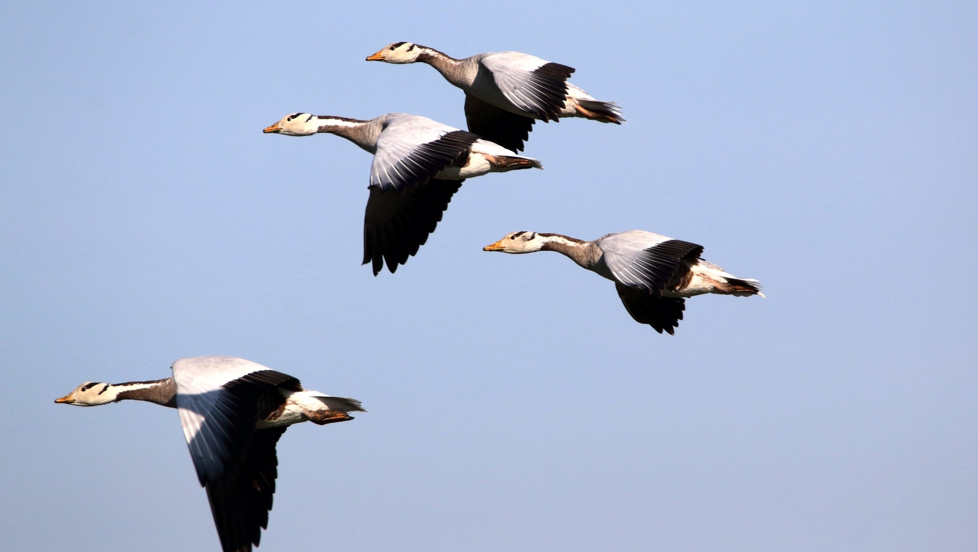 High Flier: Bar-headed Geese Over the Himalayas