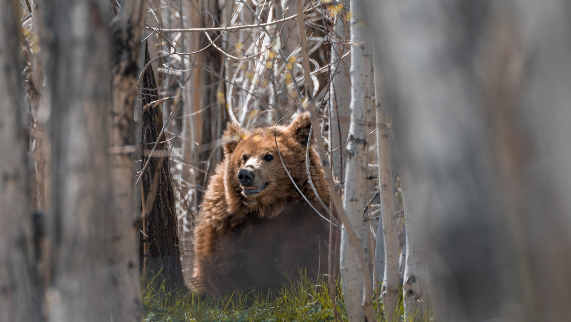 Rocky Road: Change is in the Air for the Himalayan Brown Bear