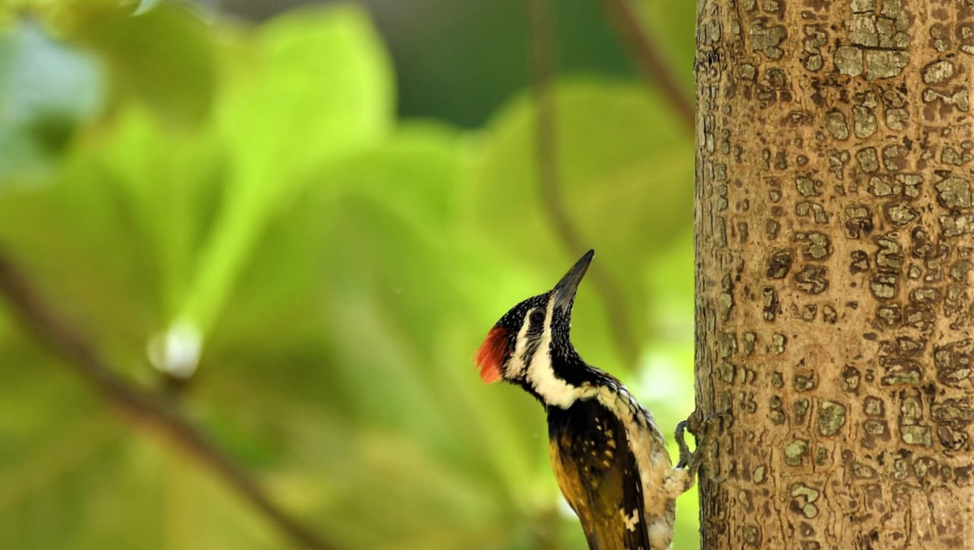 A Reluctant Birder’s Guide to Birdwatching