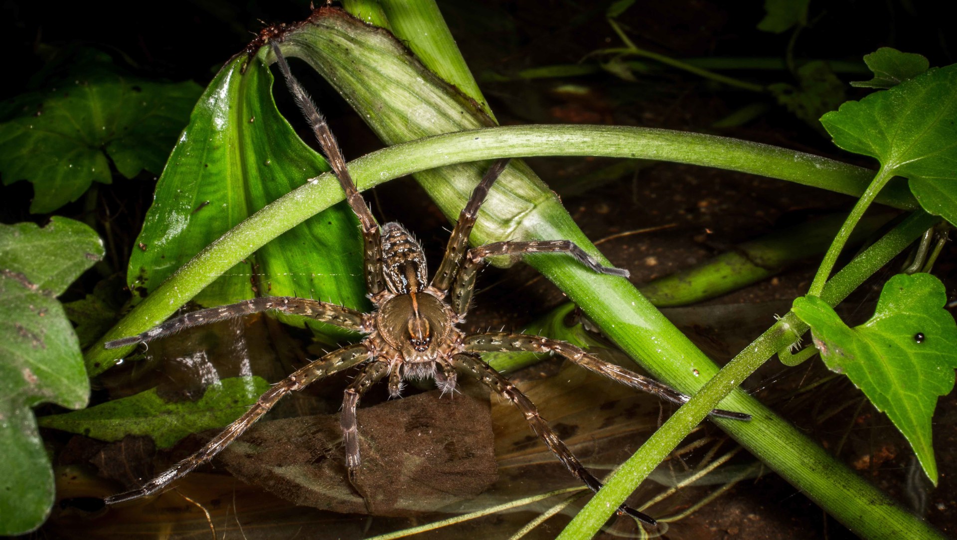 The Spider’s Wharf: Tales of a Freshwater Fishing Enthusiast