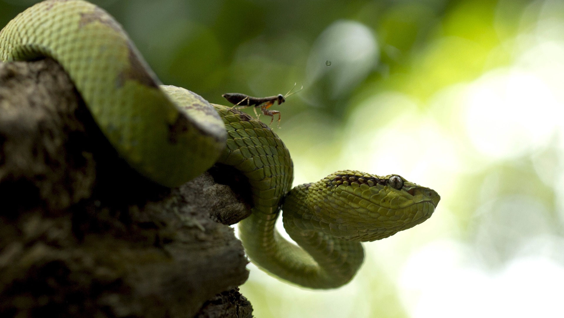 Sustain to Collective Data Migration v2