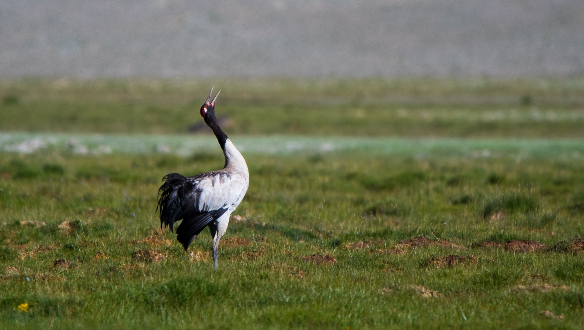 Amazing Grace: The Dancing Black-necked Cranes of Ladakh