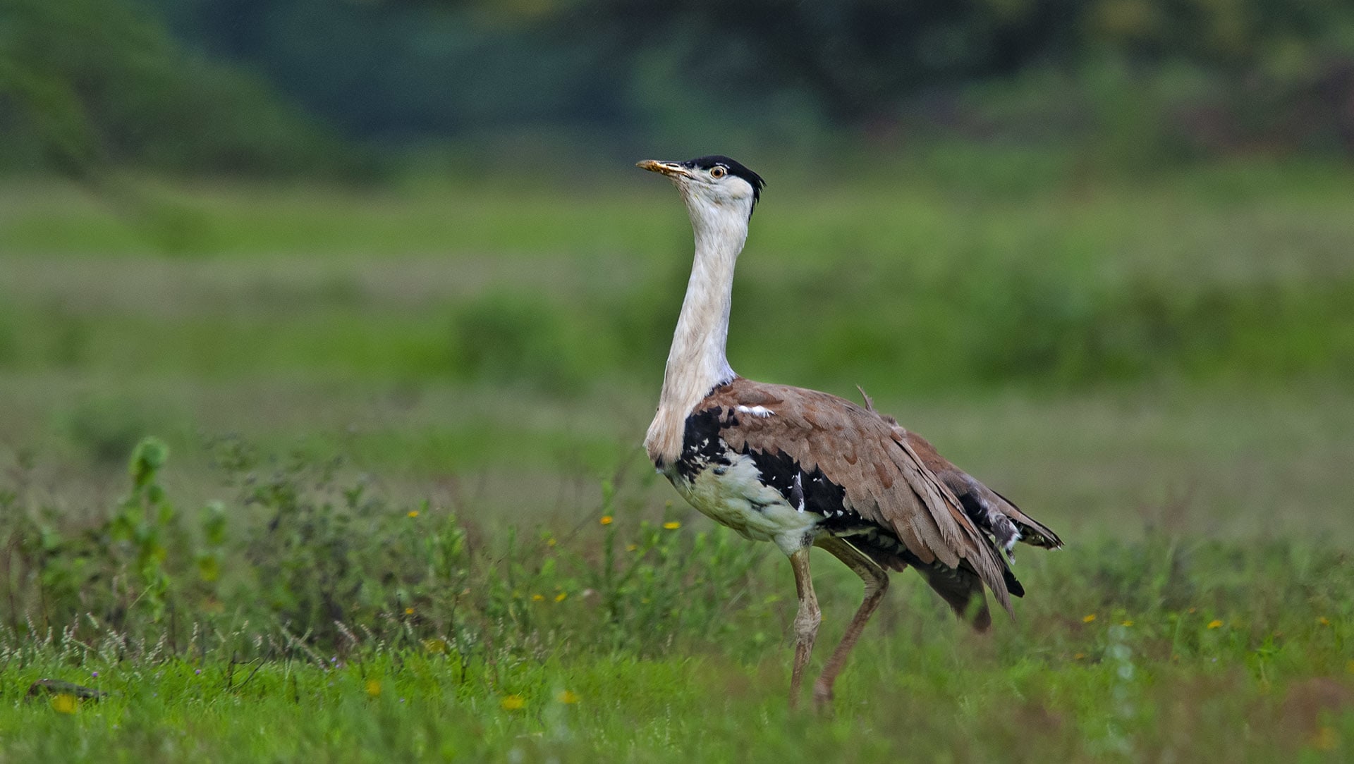 Out of Sight: The Rann, Thar, and the Great Indian Bustard