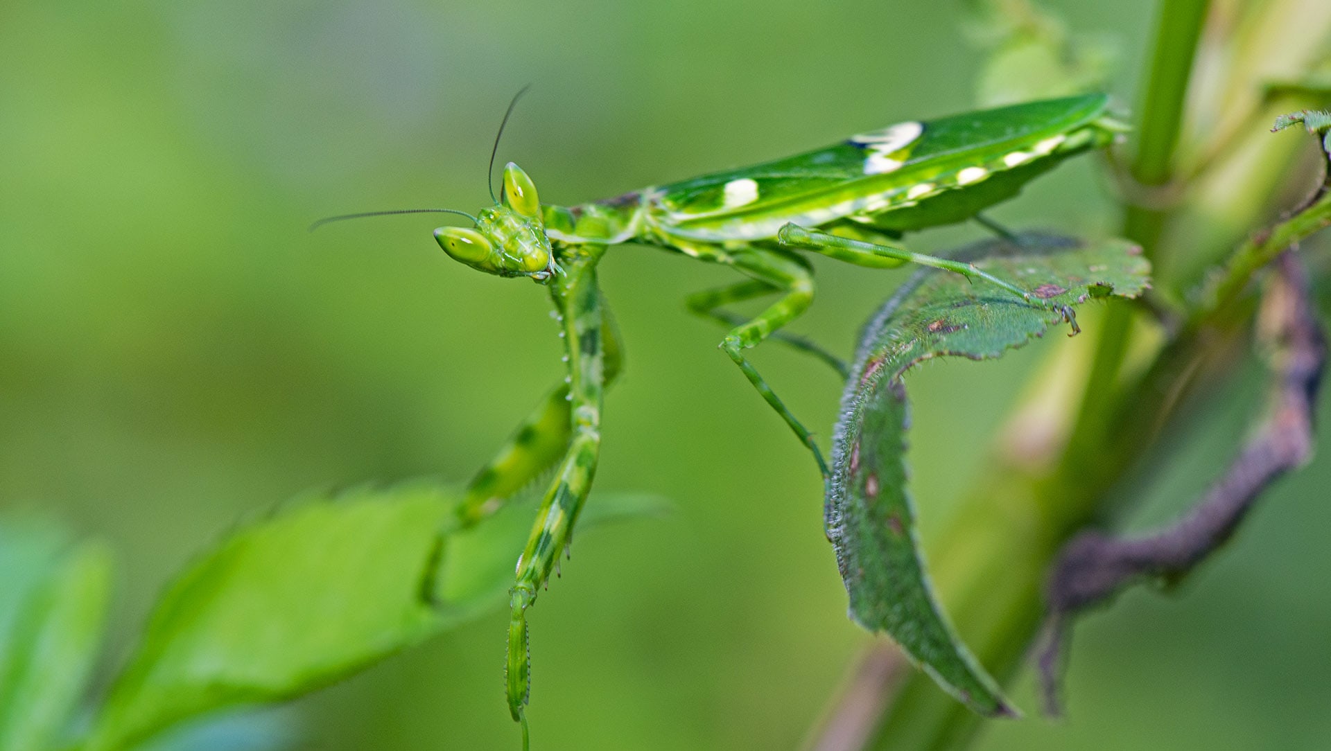 A Sight to Behold Bending the – Rule’s of Biology !