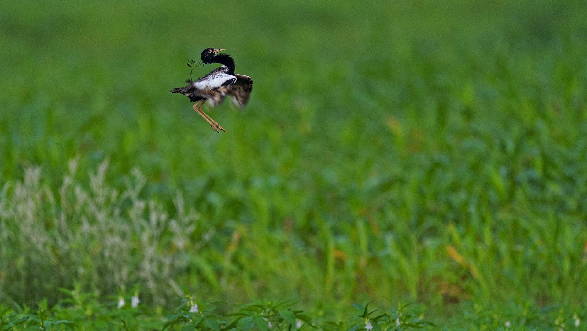 Is the Lesser Florican Jumping to Extinction?