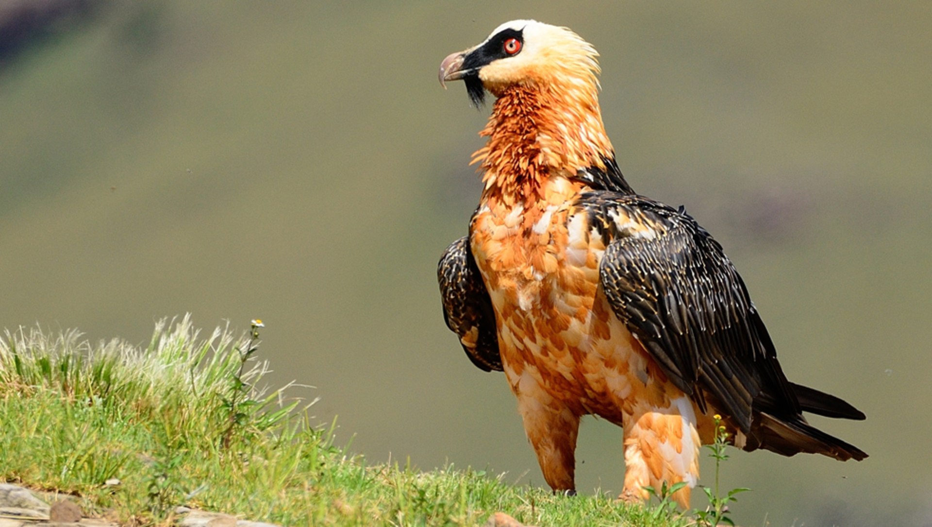 Bearded Vulture: The Marrow-Minded Raptor