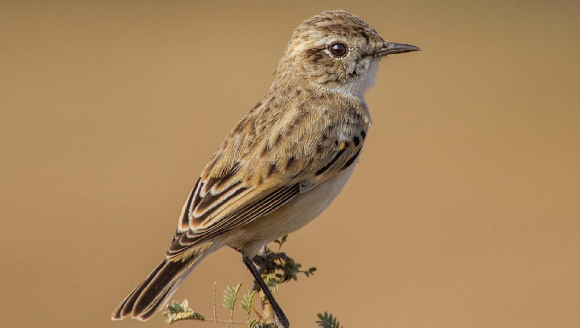 White-browed Bushchat: The Enigmatic Desert Dancer