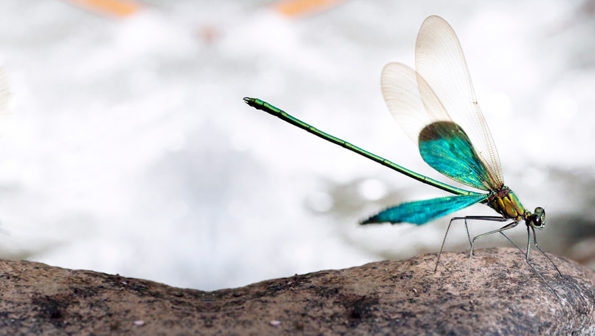 Gossamer Wings: Damselflies and Dragonflies of the Western Ghats