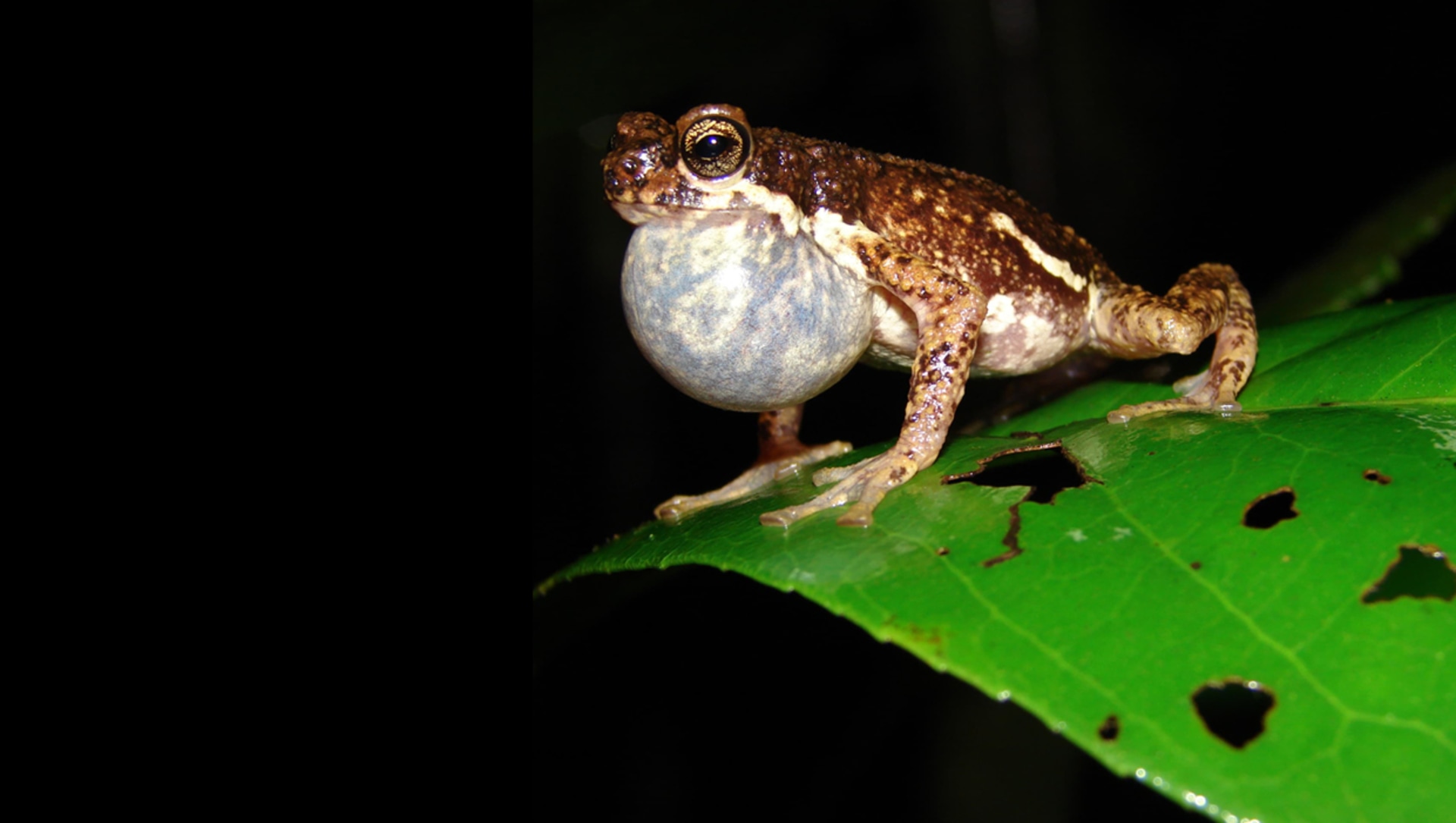 A Night When Lesser-known Stars of the Wilderness Shone