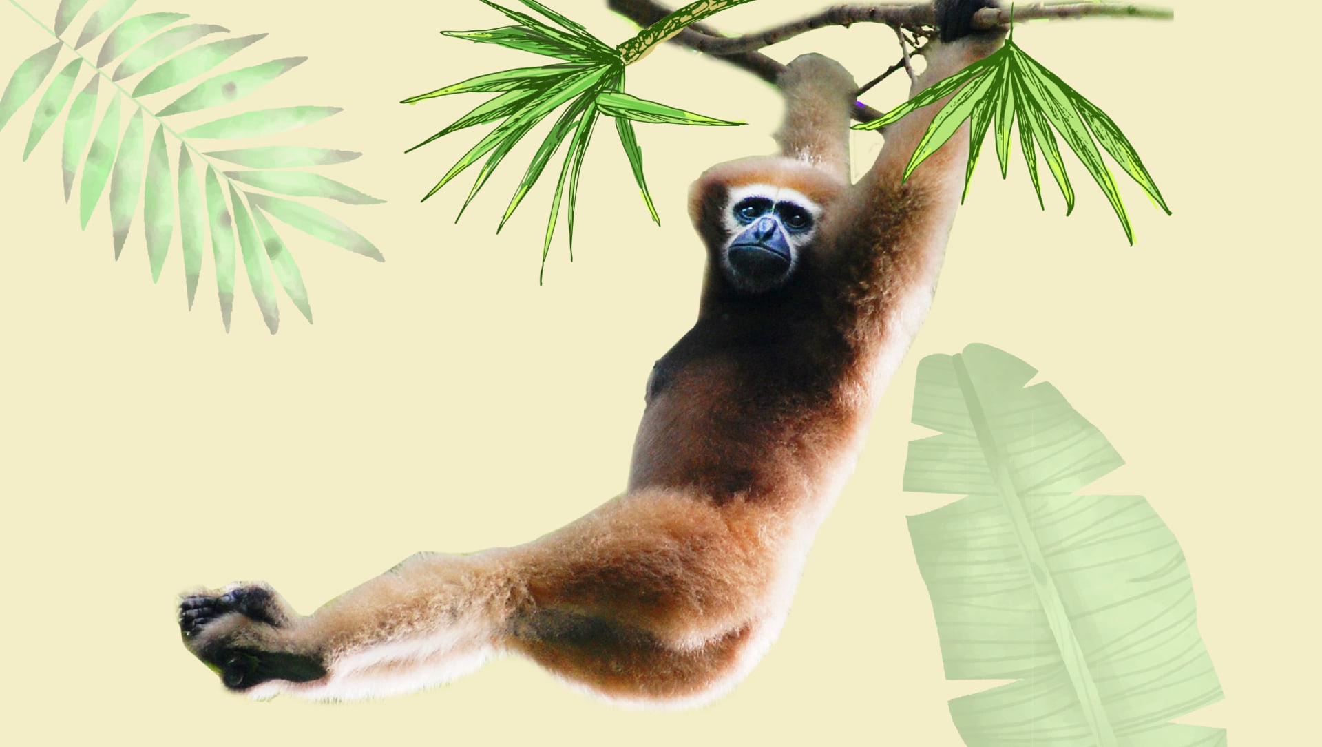 The Western Hoolock Gibbon