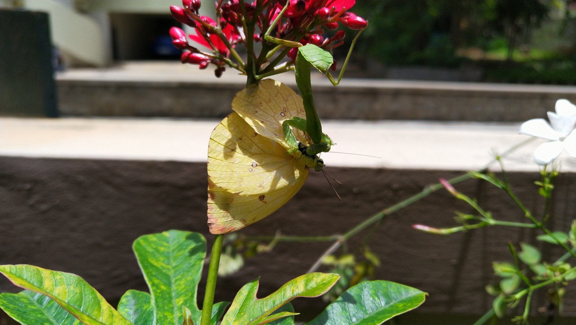 There S A Caterpillar On Your Palm Plant Daddy Roundglass Sustain Kazdy den jsou pridavany tisice novych kvalitnich obrazku. caterpillar on your palm plant daddy