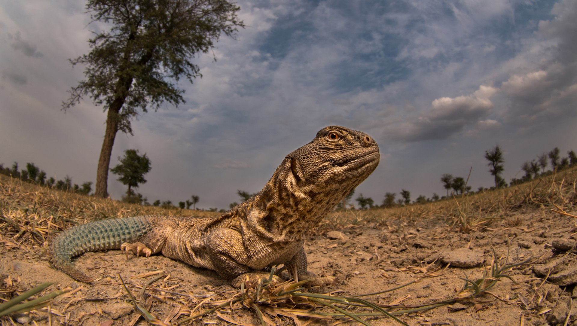 herbivorous reptile