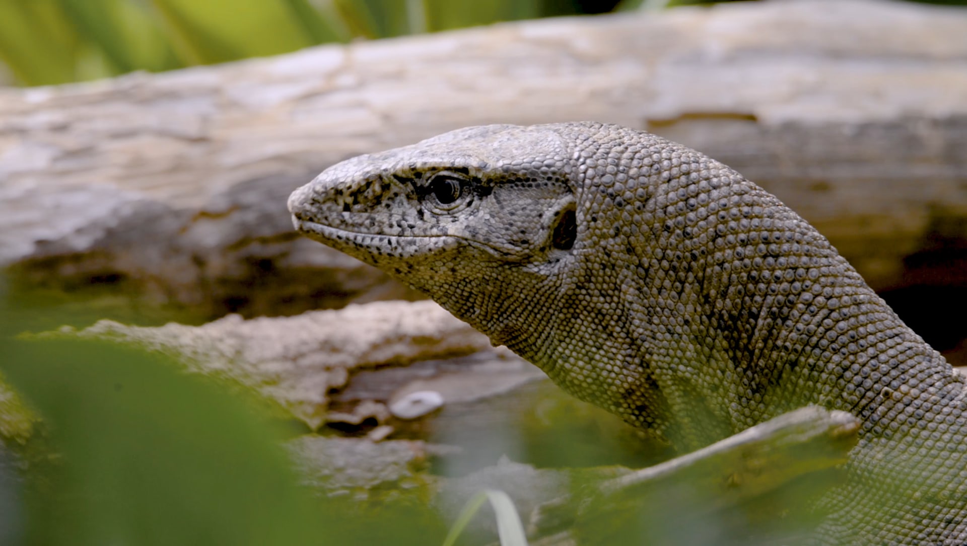 Bengal Monitor Lizard Archives RoundGlass Sustain bengal-monitor-lizard-archives-roundglass-sustain