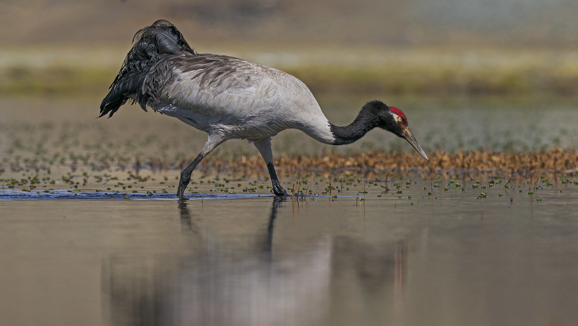 Wordsearch Puzzle : Cranes of India