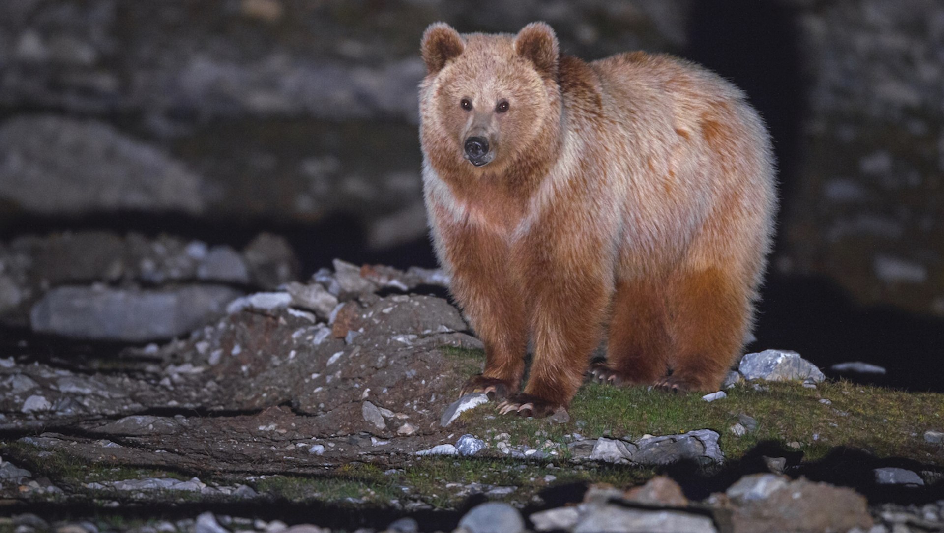 Behind the Lens: An Elusive Bear and Lessons in Wildlife Photography