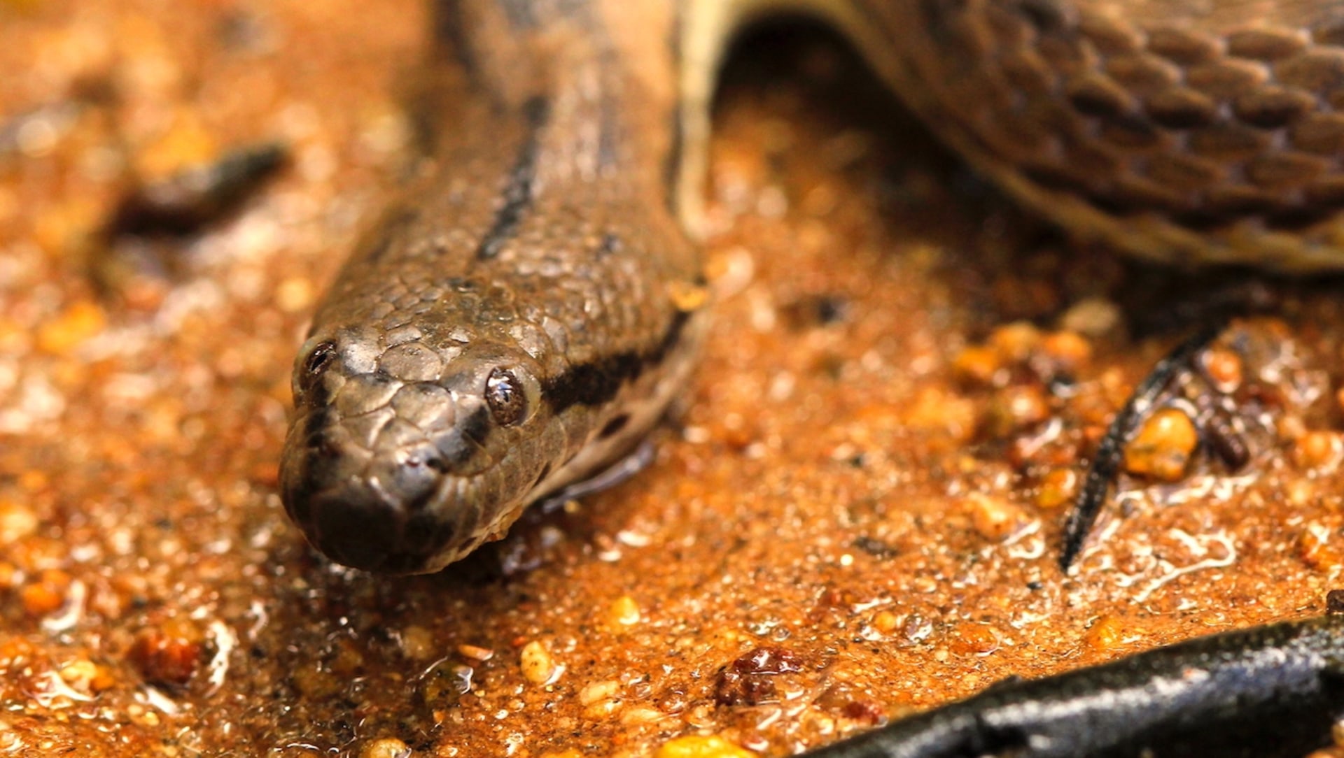 dog faced water snake sludge and salt