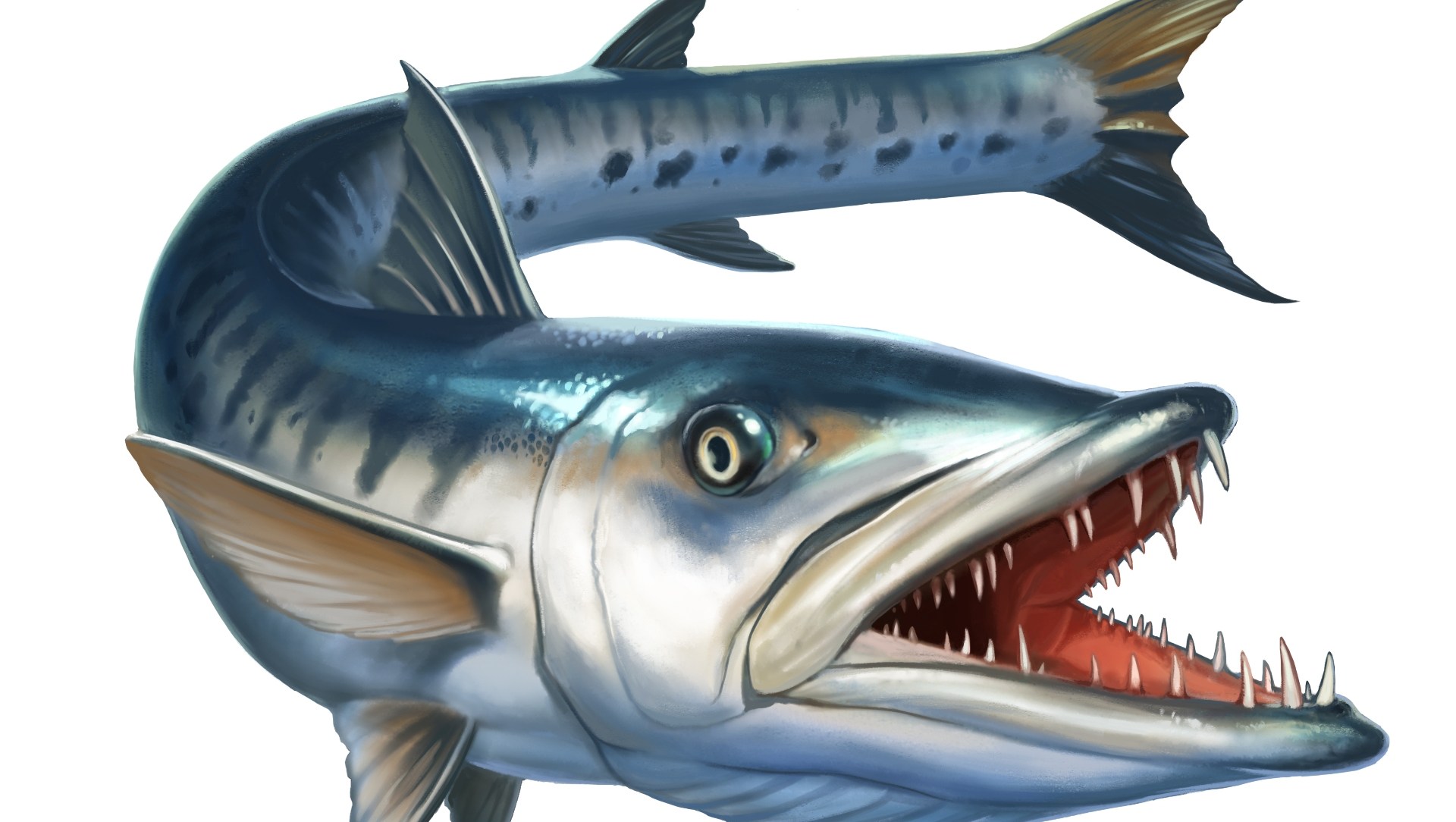 Great barracuda Archives RoundGlass Sustain