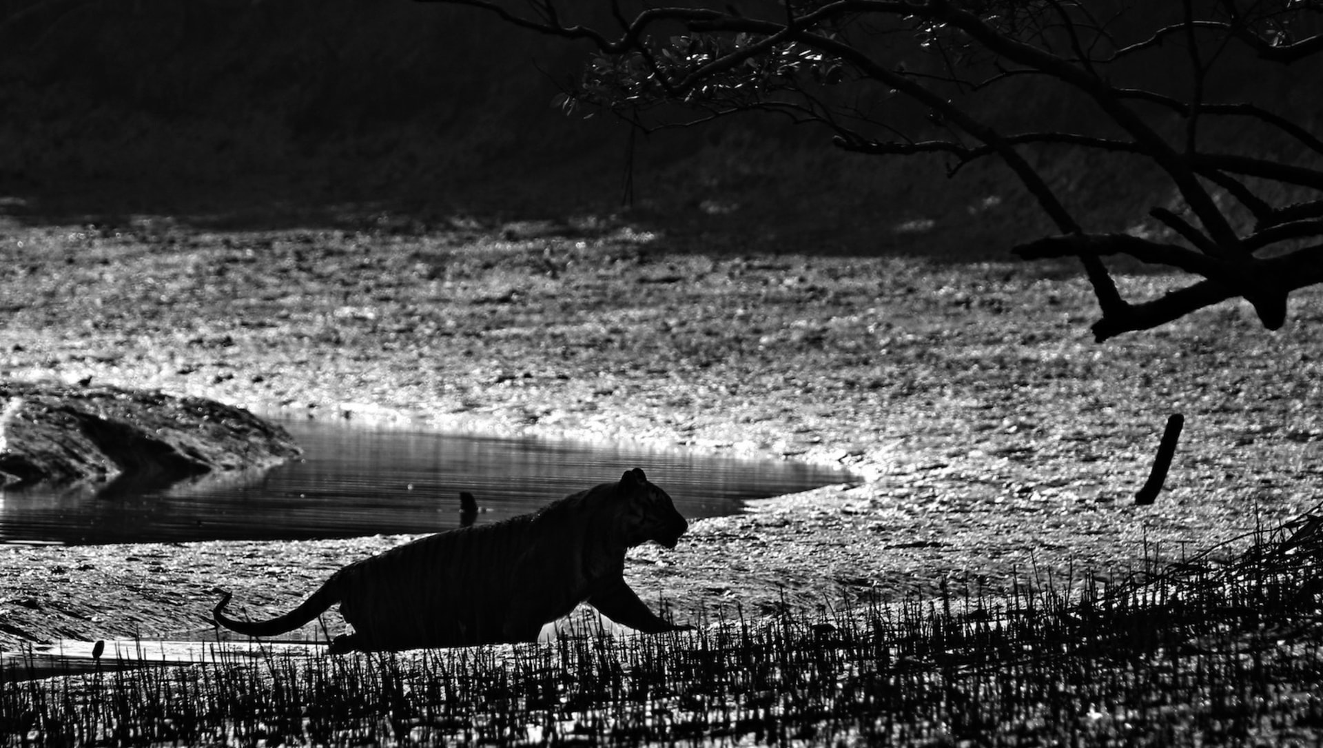 Myths Gods And The Many Faces Of The Sundarbans Tiger One of the myth and legends books. myths gods and the many faces of the