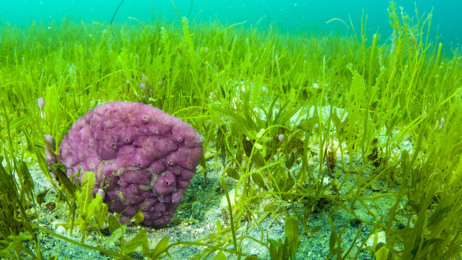 Seagrass Meadows on the Ocean Floor