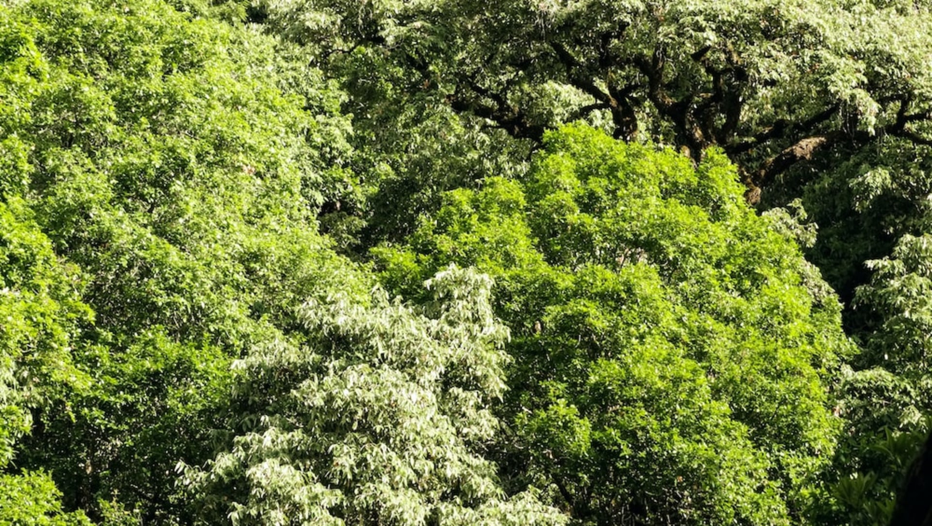 Giant Powerhouses: Secrets of the Himalayan Oak Forests