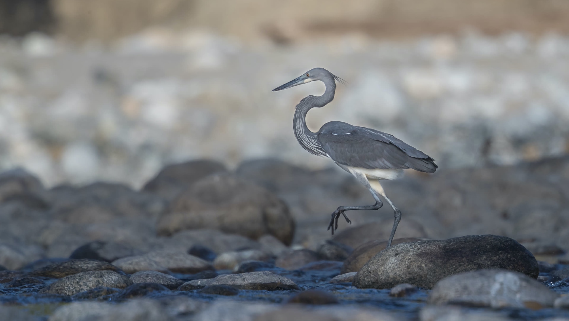 White-bellied Heron: Facts, Habitat, Population