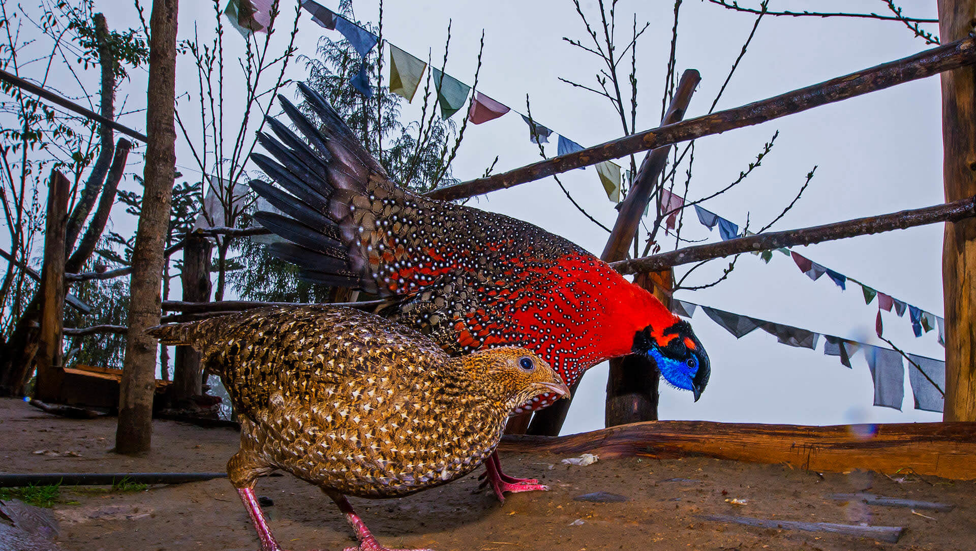 Satyr tragopan Archives RoundGlass Sustain