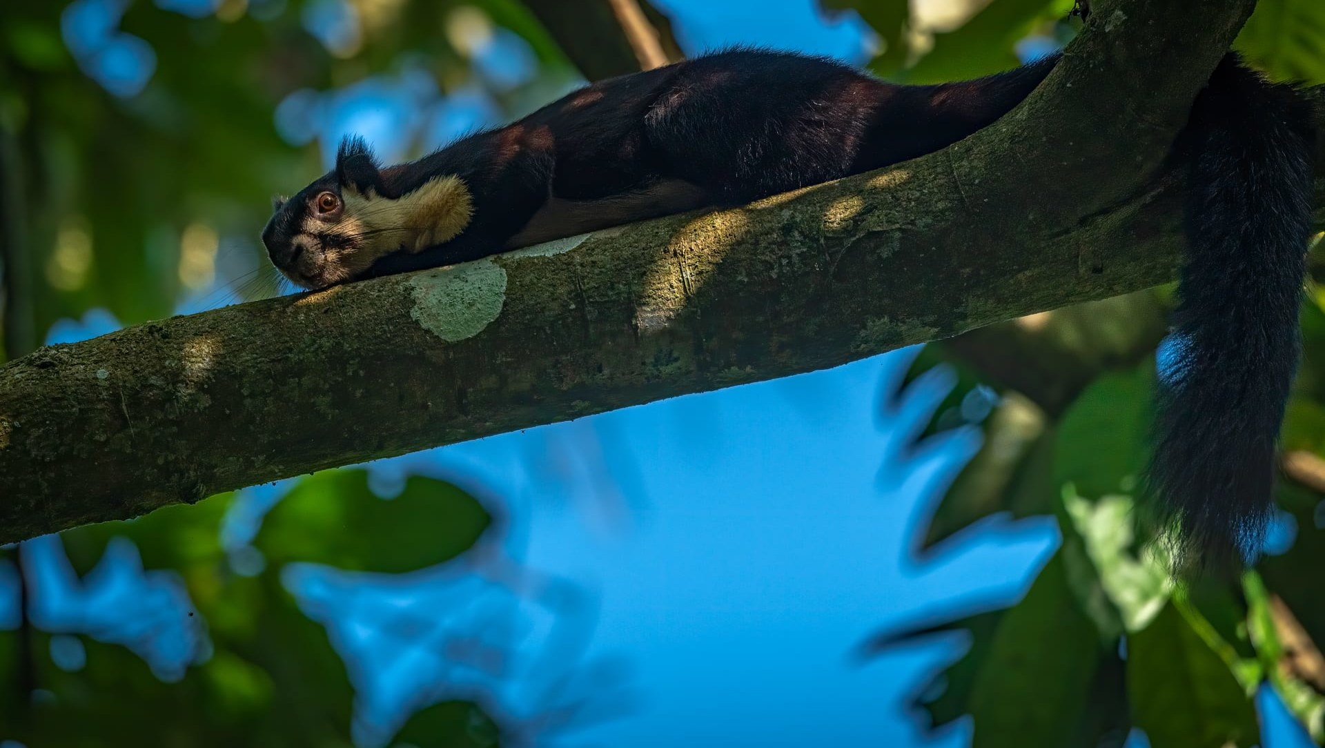 Wordsearch Puzzle : Giant Squirrels of India