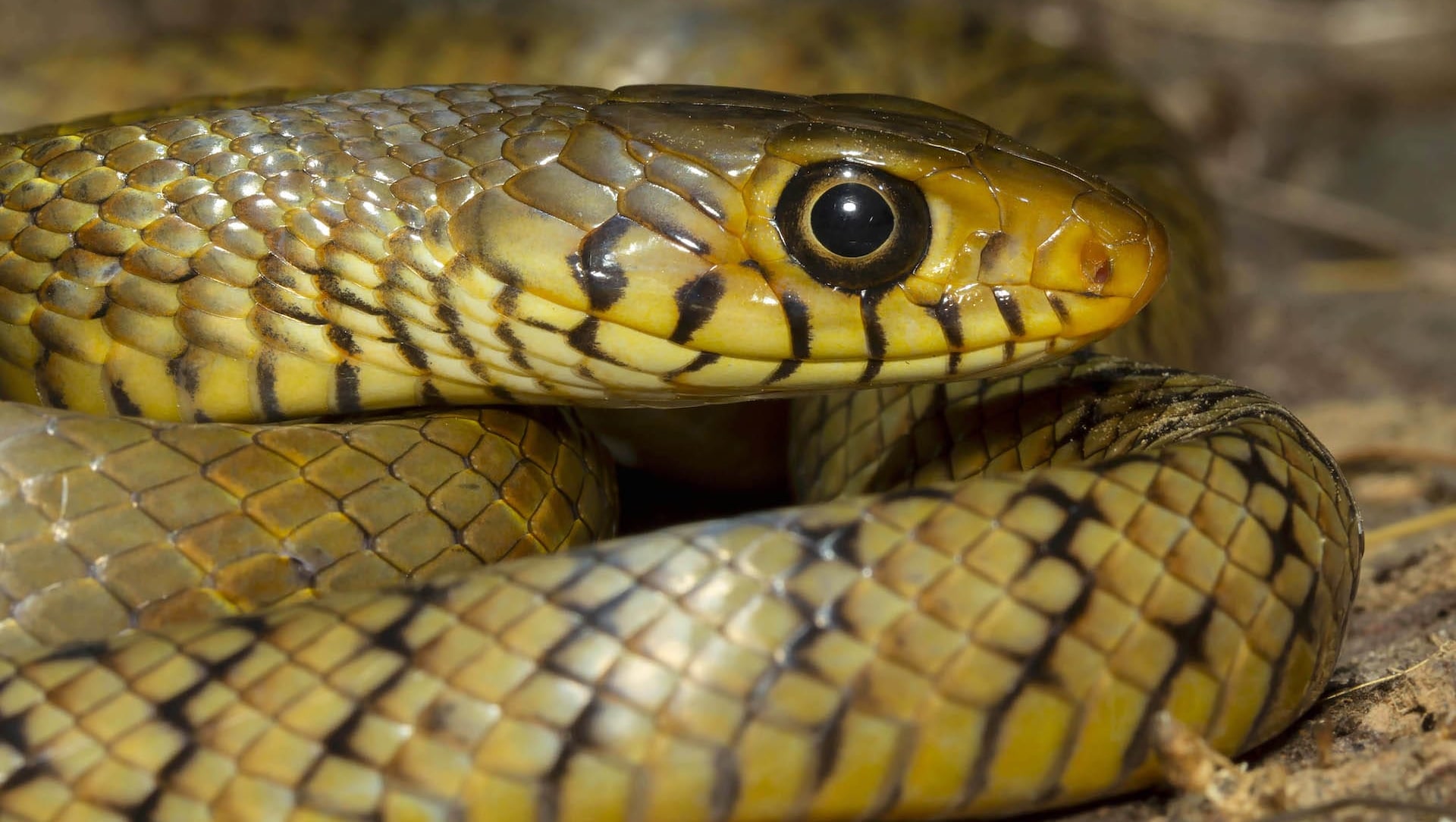 indian rat snake nature s own pest