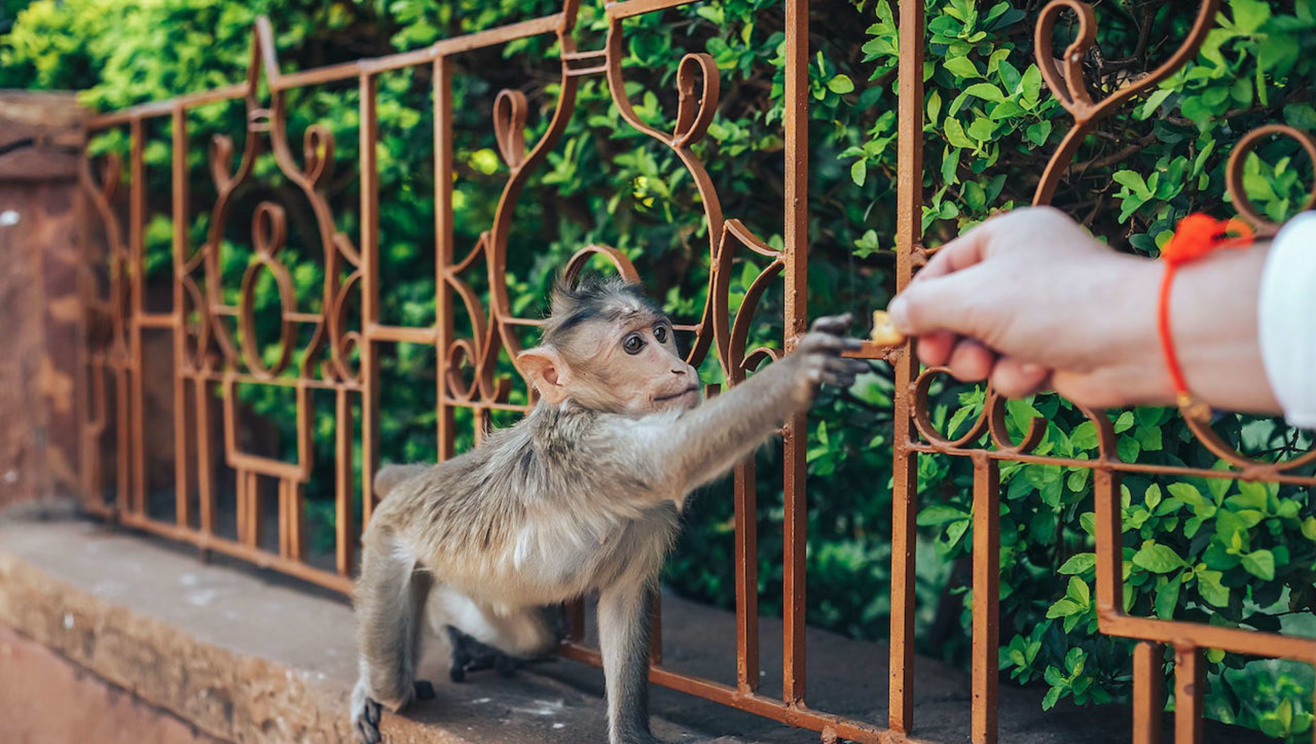 Eating Out of Our Hands