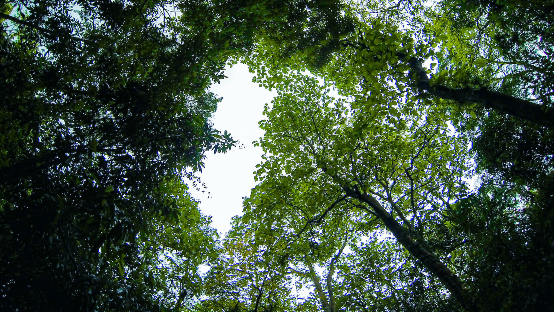 Layers of a Rainforest