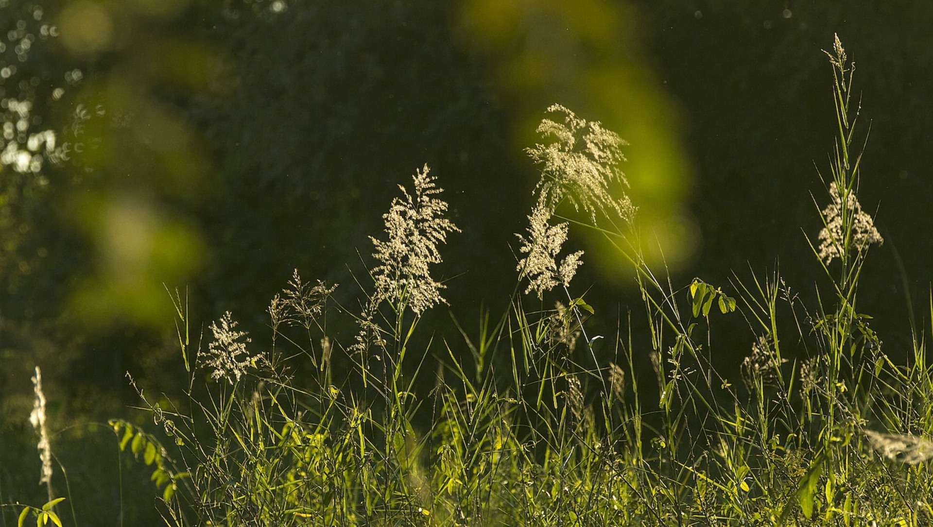 Grasslands: Importance, Types, Threats