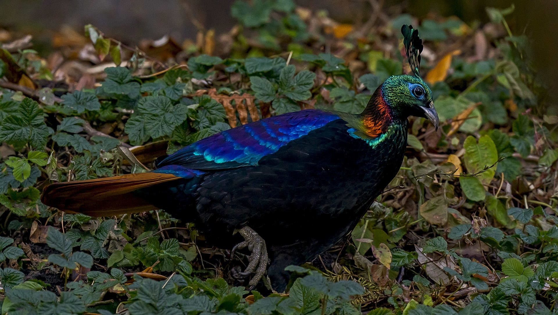 Himalayan Monal: Facts, Habitat, Lifespan