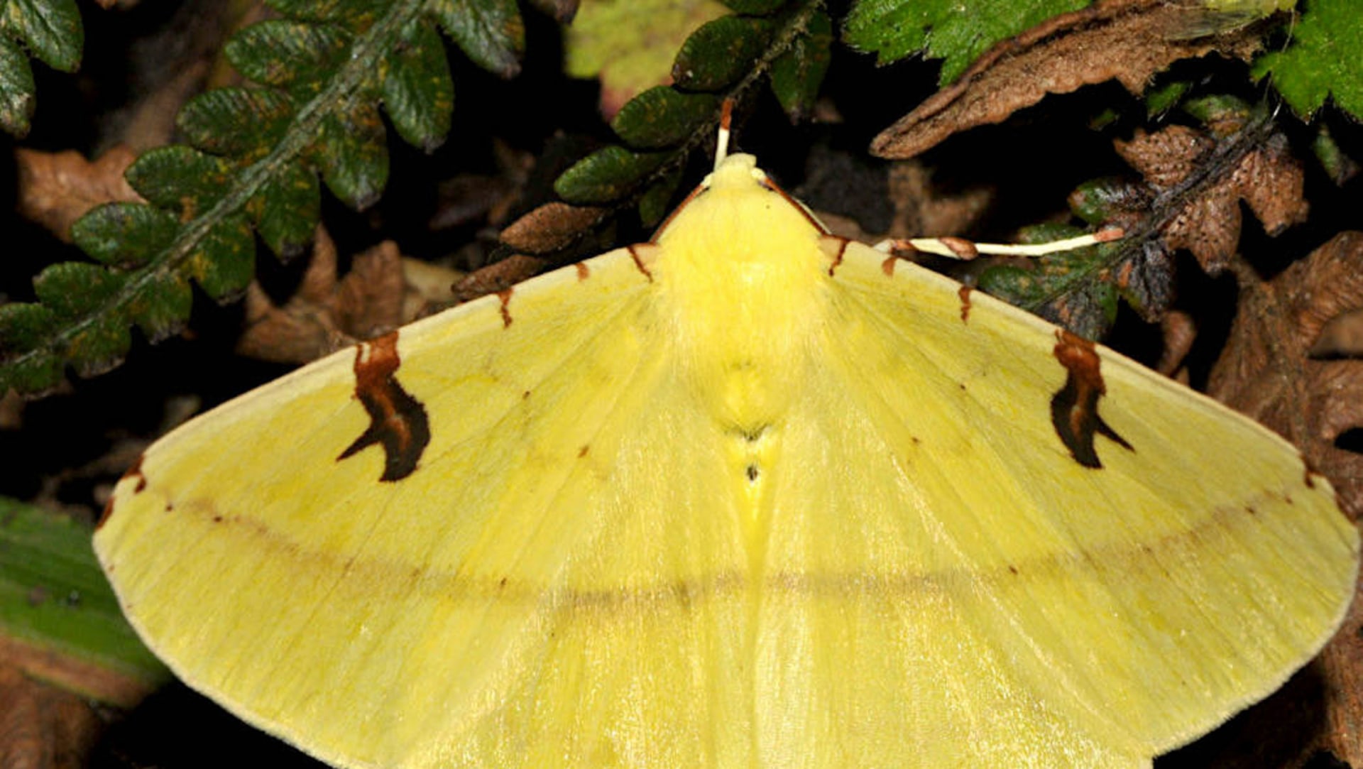 Moth Inventory: Expanding Our Faunal Database