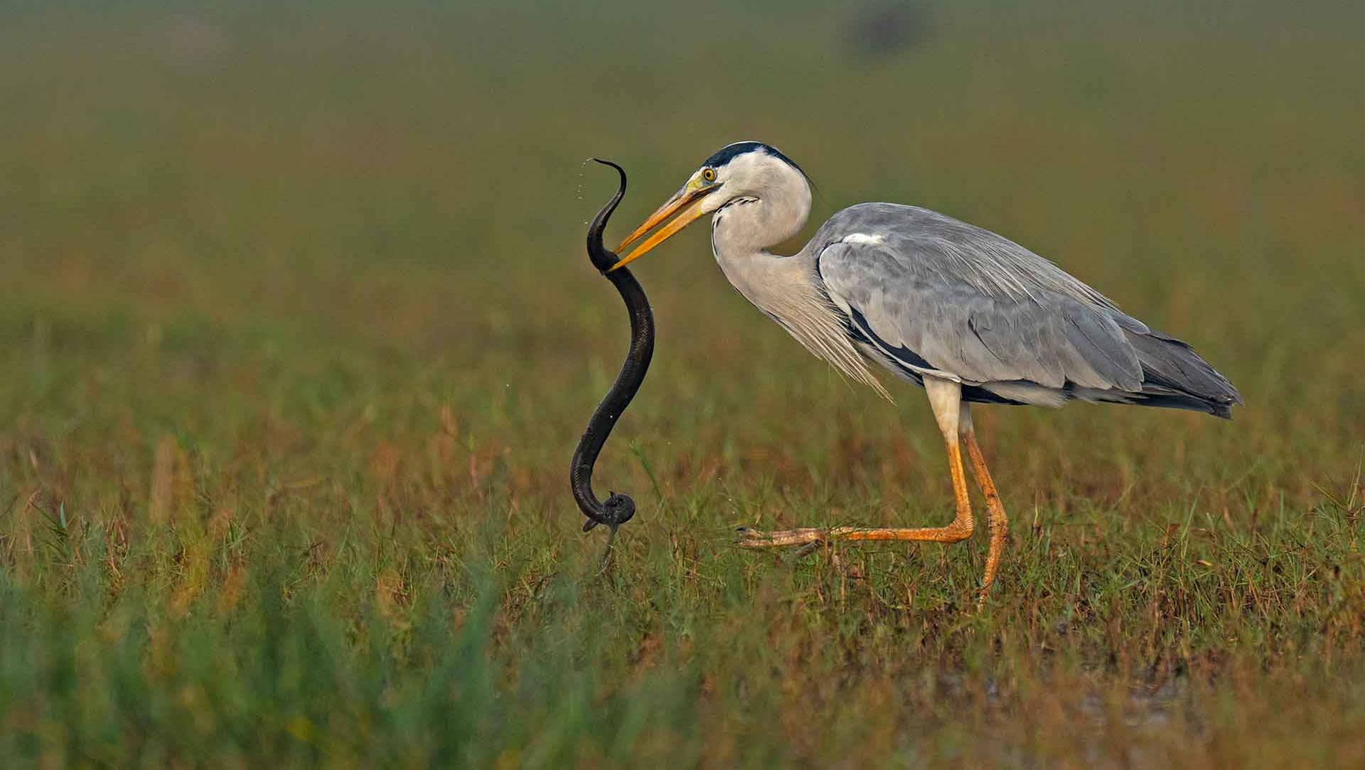 The Guide: Mangalajodi Wetland in Odisha