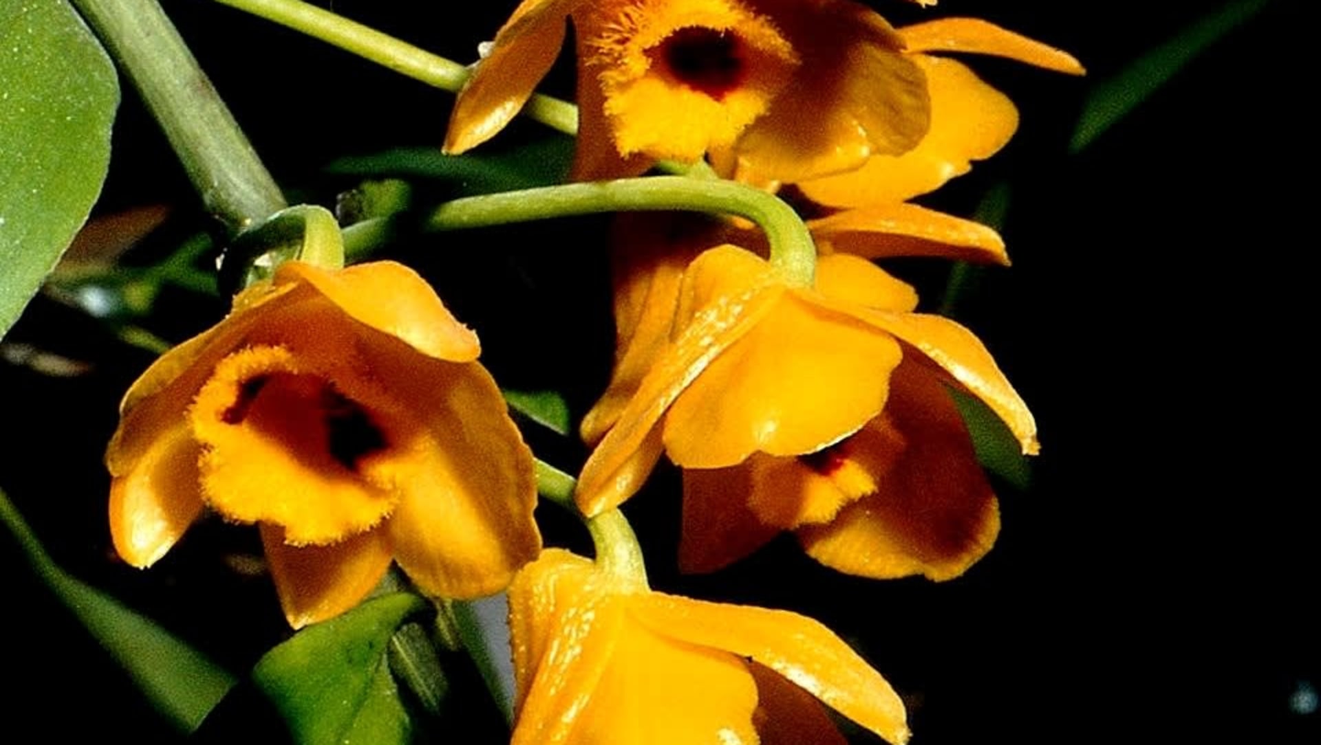 In Arunachal, Locals and Officials Join Hands to Conserve Orchids