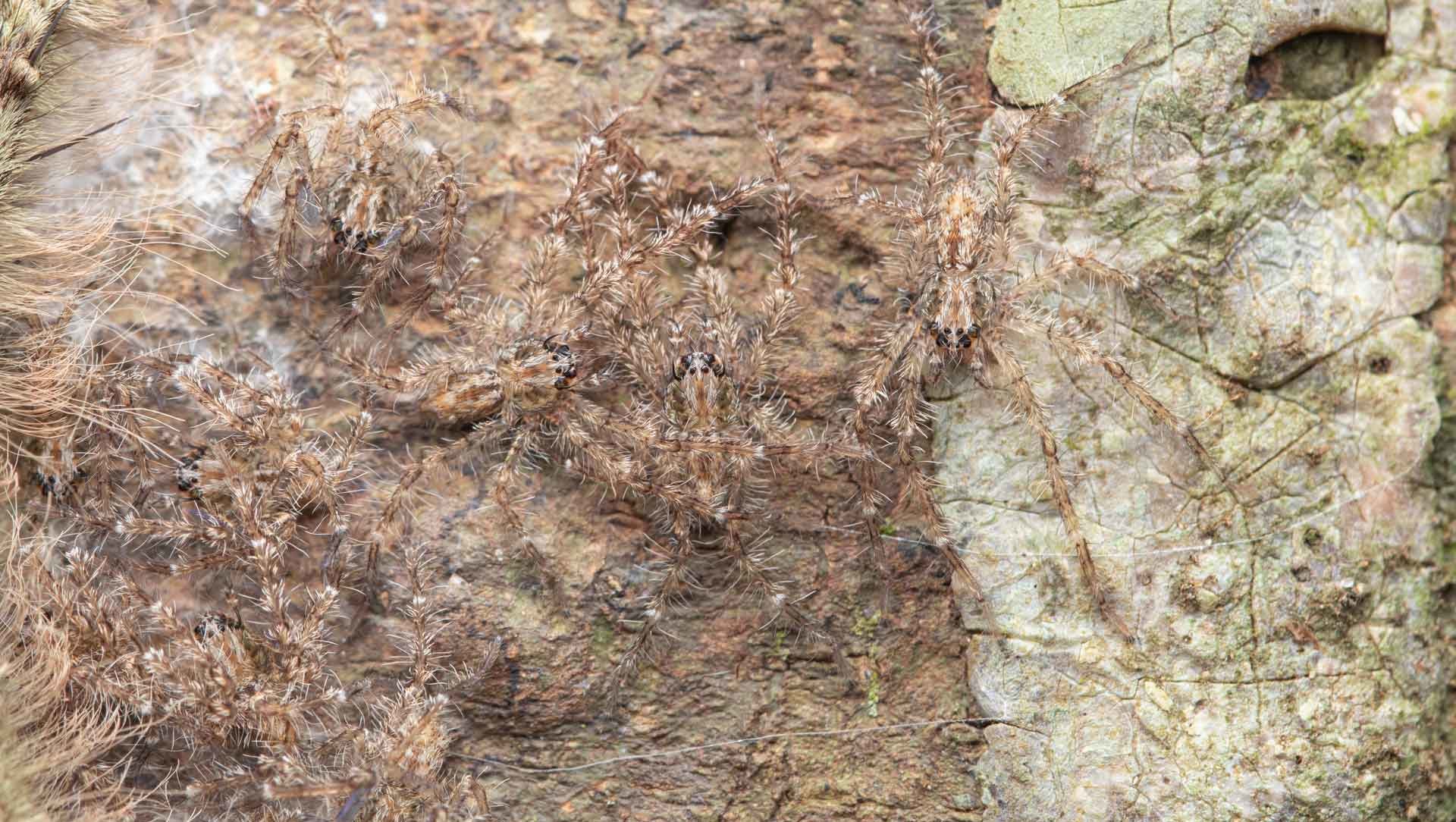 The Spider Next Door: Non-conformists in Camouflage