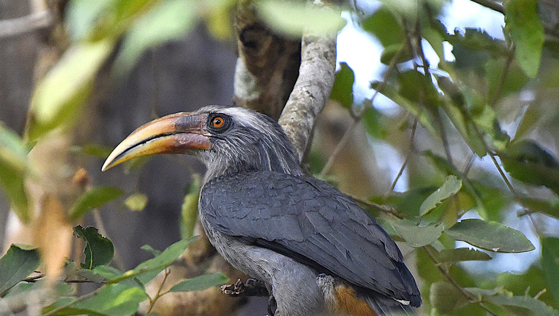 Malabar Grey Hornbill’s Population on the Decline in Western Ghats