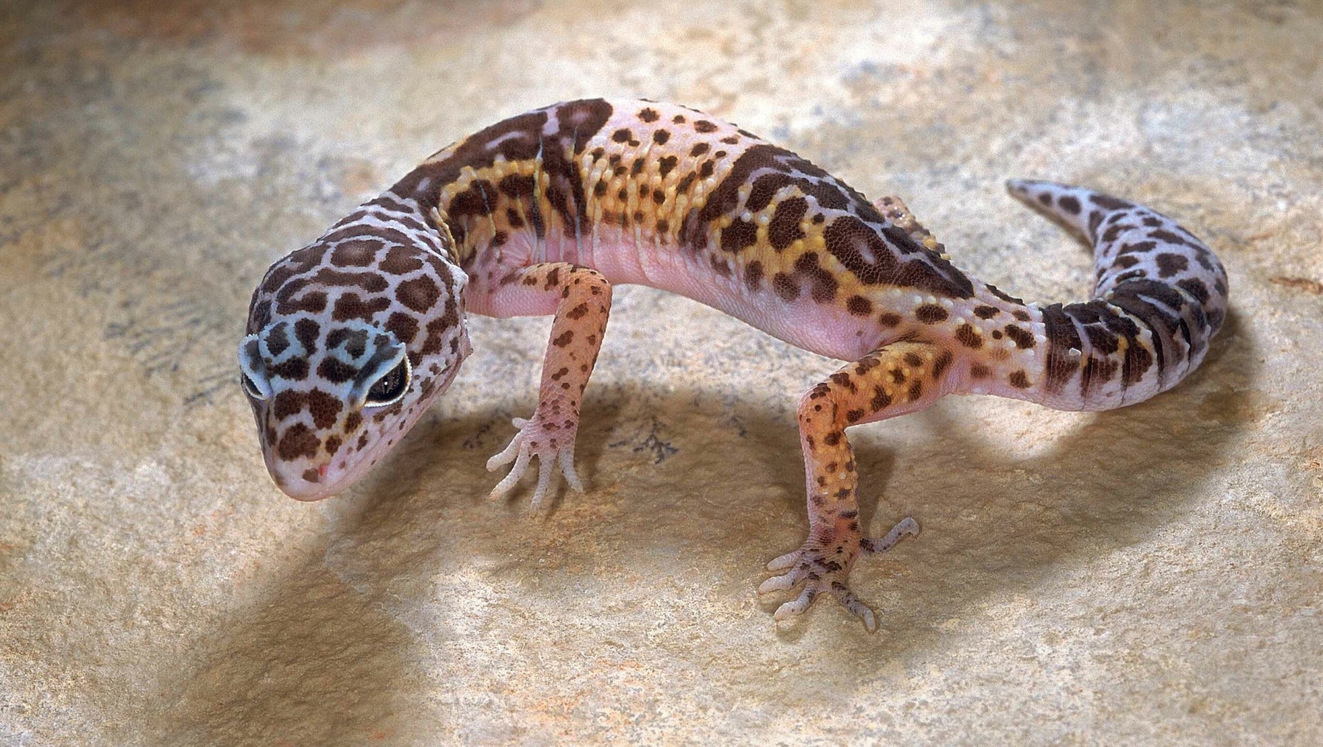 Leopard Gecko: Trapped in Trade and Labs